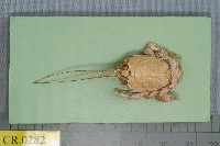 藏品(東方管鬚蟹)的圖片